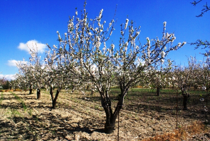 Mandorli in fiore di cla79