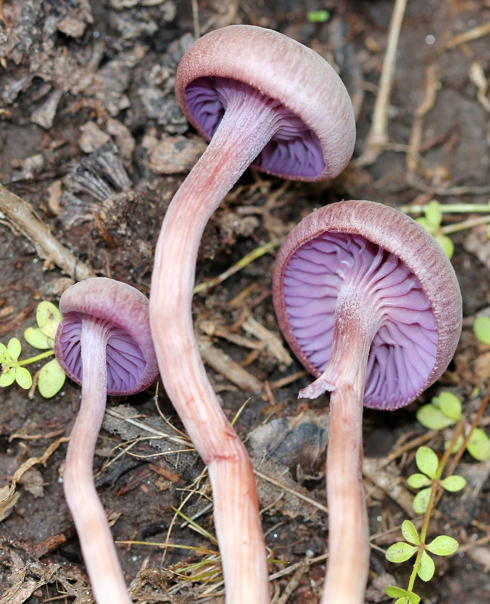 Amethyst Deceiver