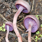 Amethyst Deceiver