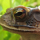 Gulf Coast Toad