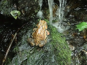 大きなカエルが涼しげに