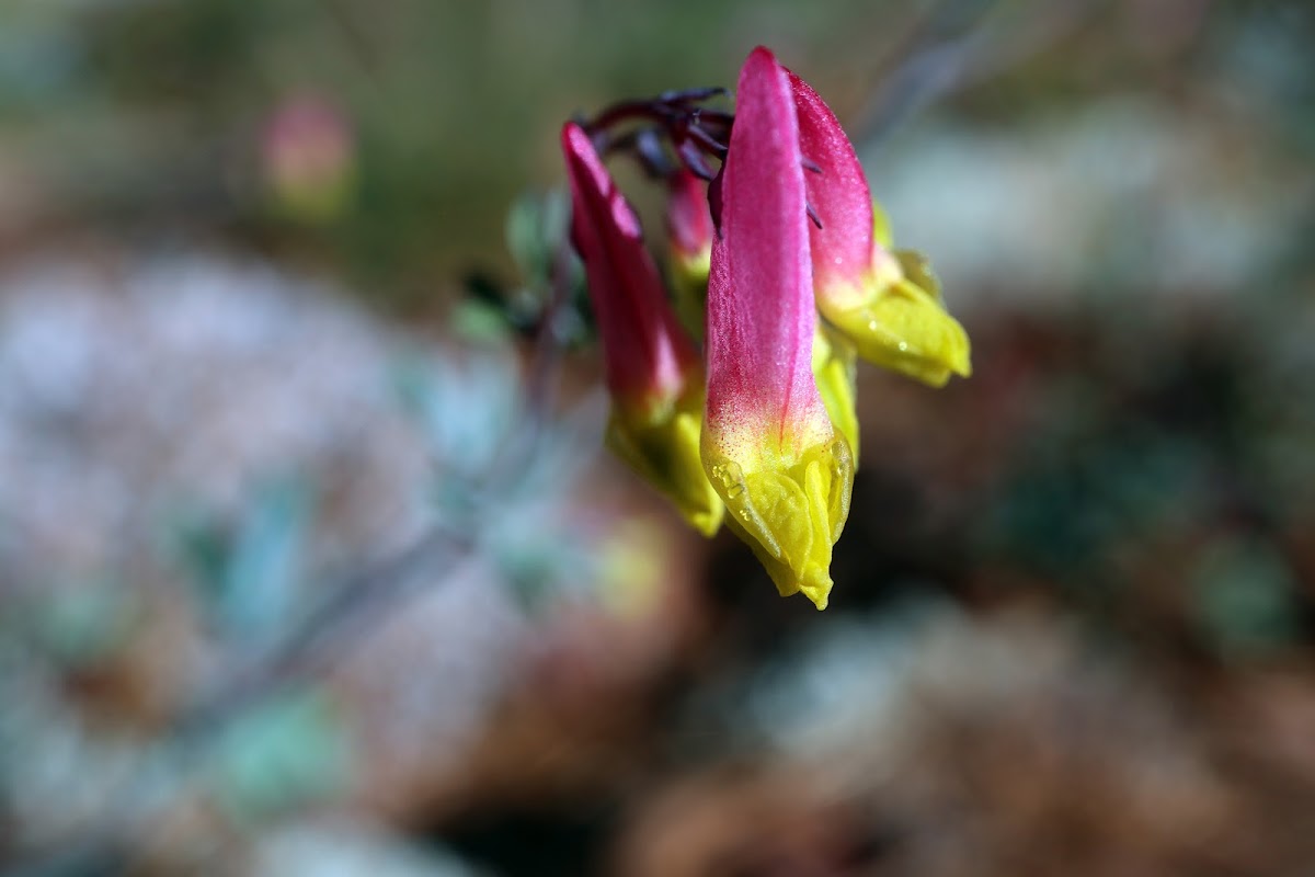 Harlequin Corydalis/Rock Harlequin