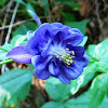 Columbine (Wildflower)