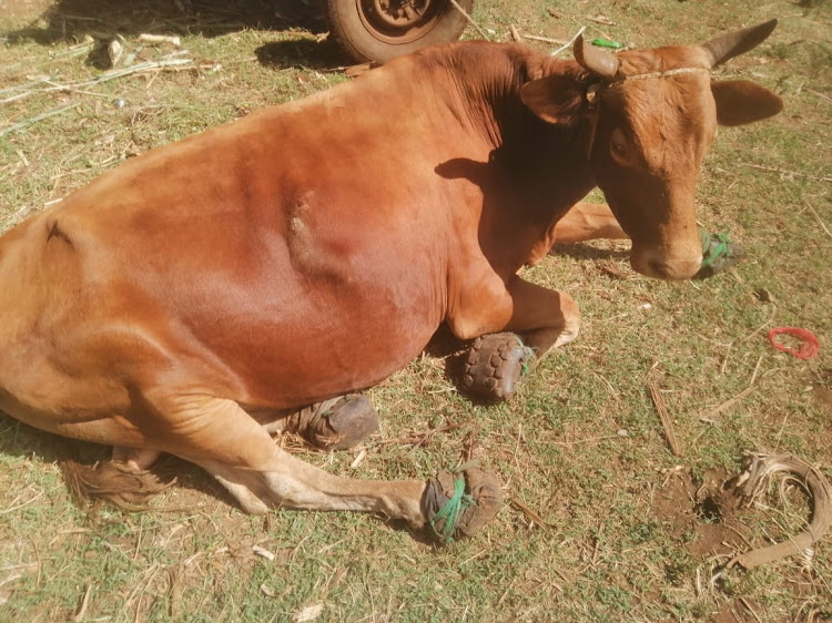 An ox takes a rest with cues (ox shoes) on