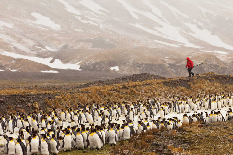 A traveler hikes Fortuna Bay, South Georgia, amid a colony of penguins.