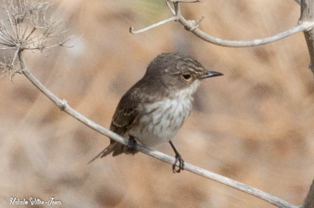 Spotted Flycatcher