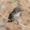 Spotted Flycatcher