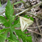 Striped grass looper Moth