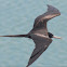 Magnificent Frigatebird