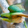 Little green bee-eater (chick)