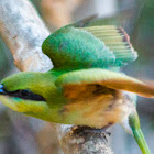 Little green bee-eater (chick)