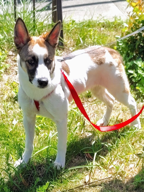 SLの愛犬とドライブ・散歩ドライブ・仔犬・保護犬・じんべえに関するカスタム事例の投稿画像4枚目