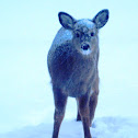 White-tailed Deer