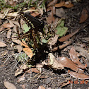 Black Swallowtail