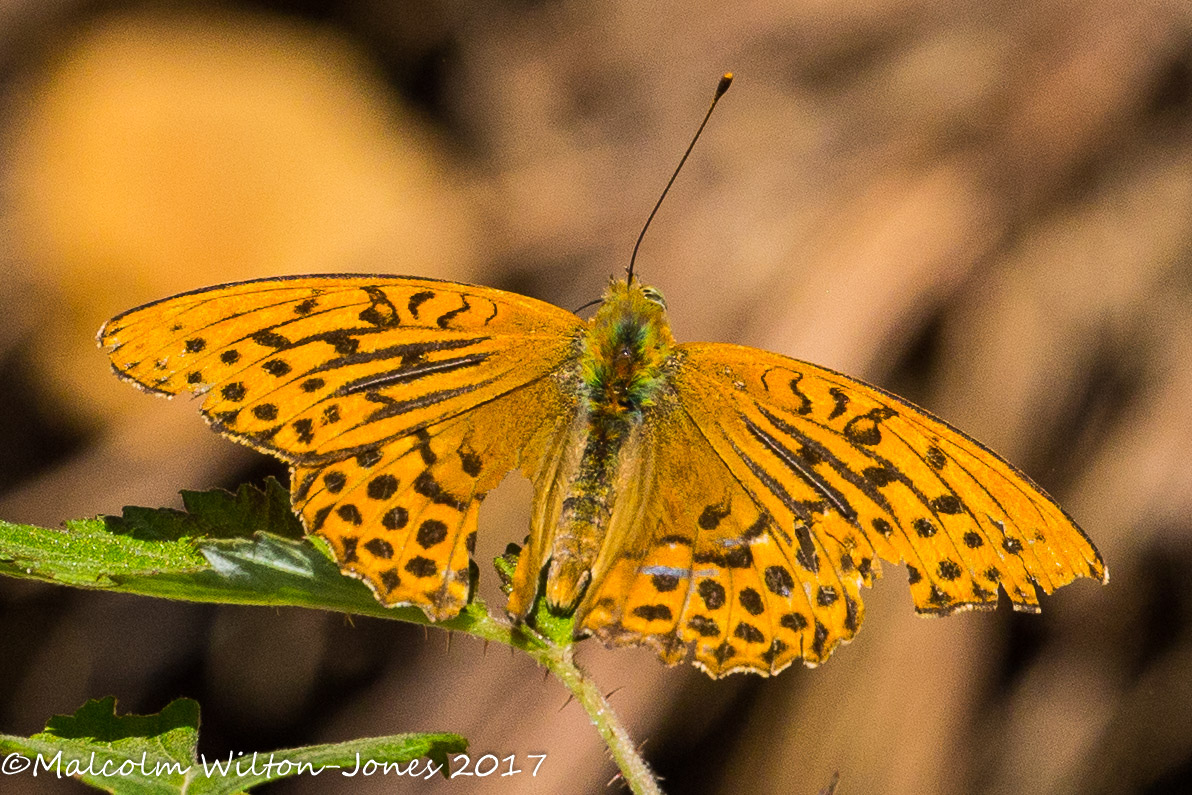 Silver-washed Fritillary