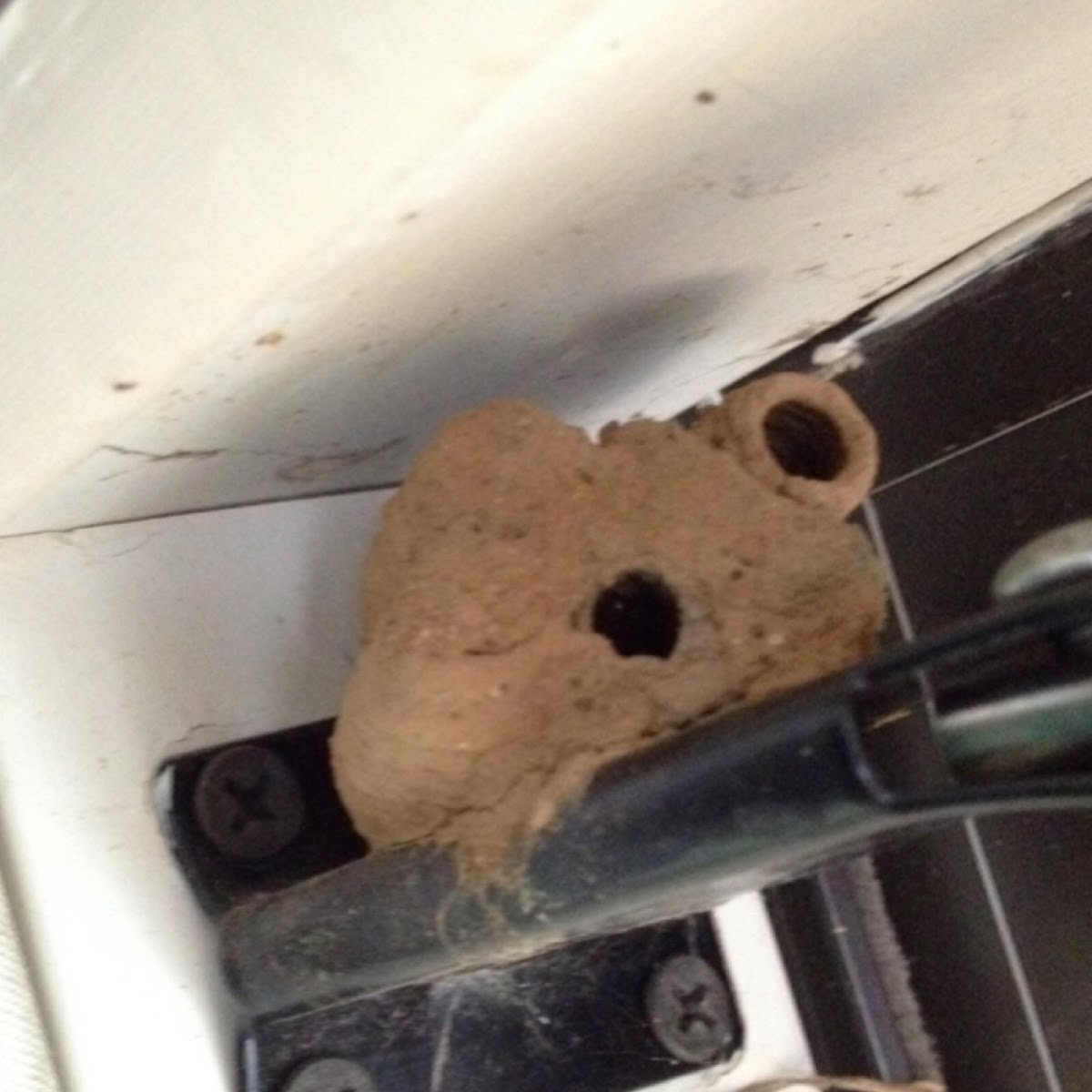 Mud dapper wasp nest