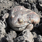 Common spadefoot