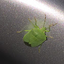 Southern Green Stink Bug