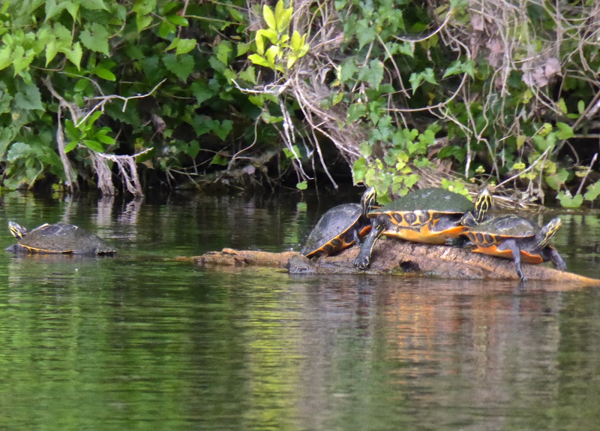 Florida Cooter