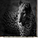 jaguar Theme Chrome extension download