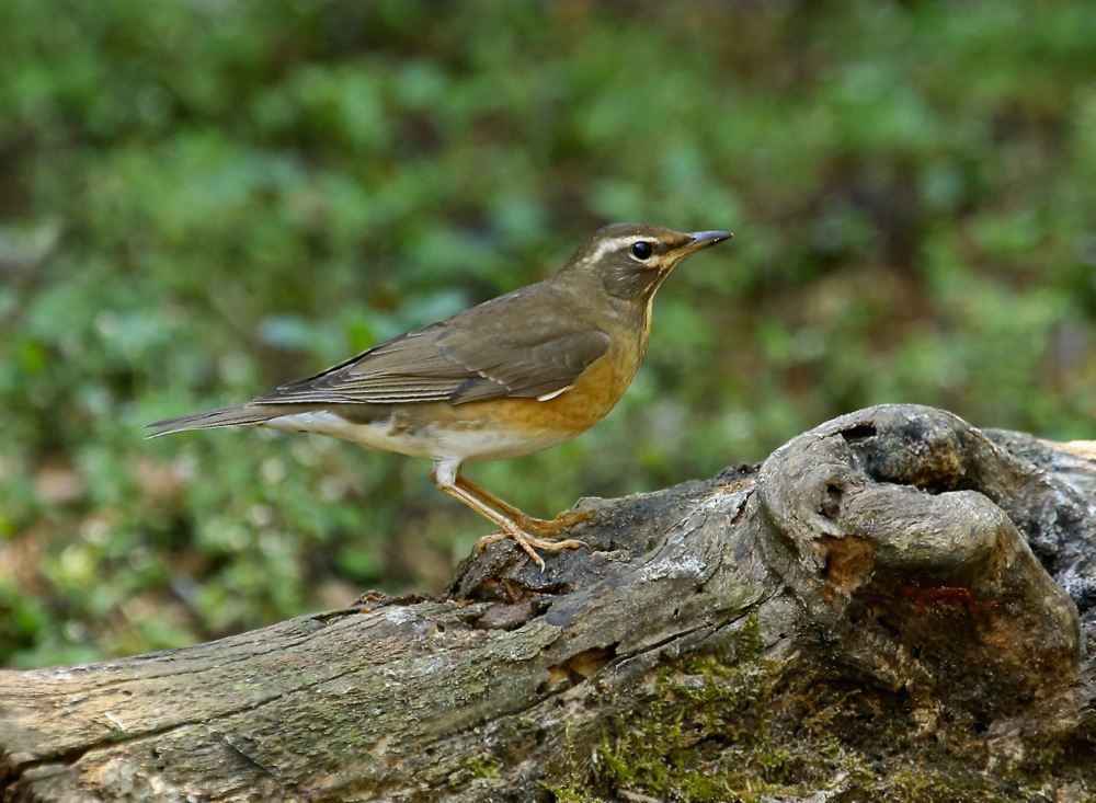 Eyebrowed Thrush