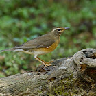 Eyebrowed Thrush