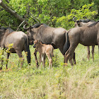 Blue Wildebeest