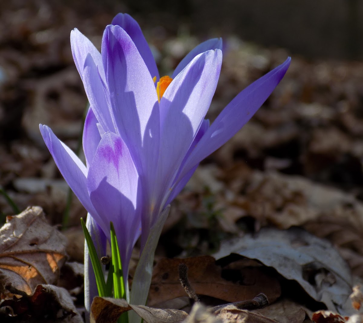 Giant Crocus