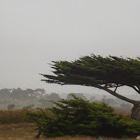 Soffia la nebbia di 