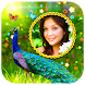 Peacock Photo Frames HD