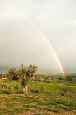 Toscana  La quiete ... di ciubecca