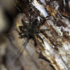 Dark Fishing Spider