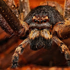 Huntsman Spider