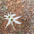 Narciso de otoño