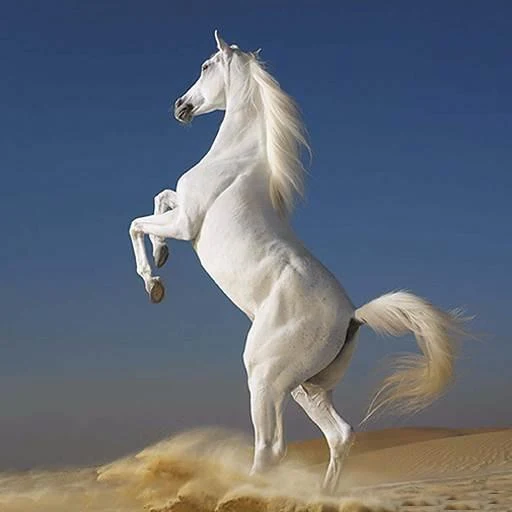 White Horse Hd Wallpapers - Apl di Google Play