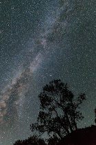 A View of the Milky Way, with a Tree