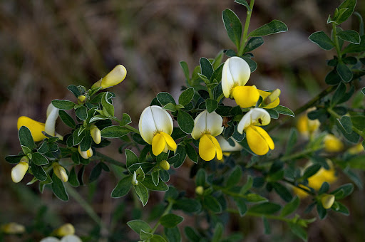 Cytisus commutatus