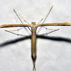 Plume moth