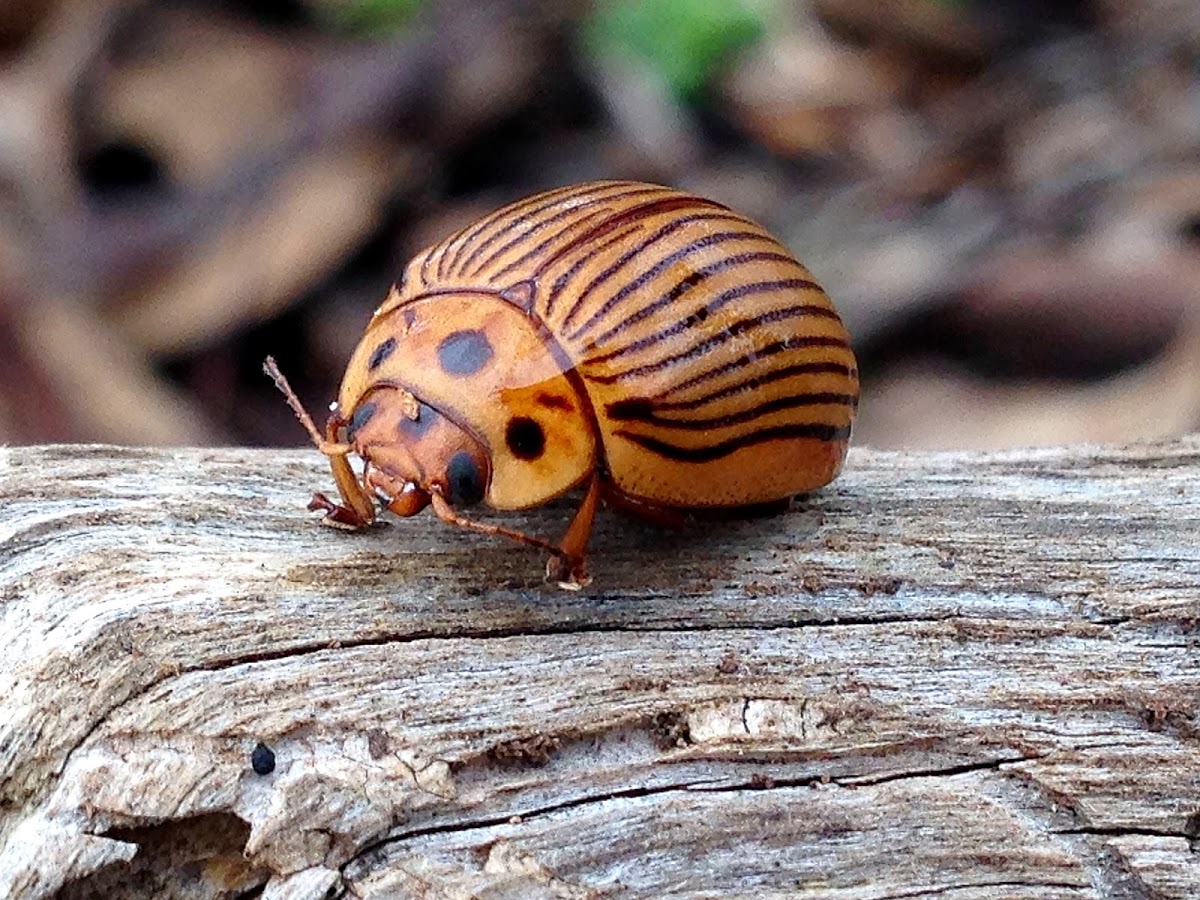 Leaf Beetle