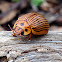 Leaf Beetle