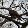 Red-tailed Hawk