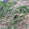 Woolly Bear Caterpillar