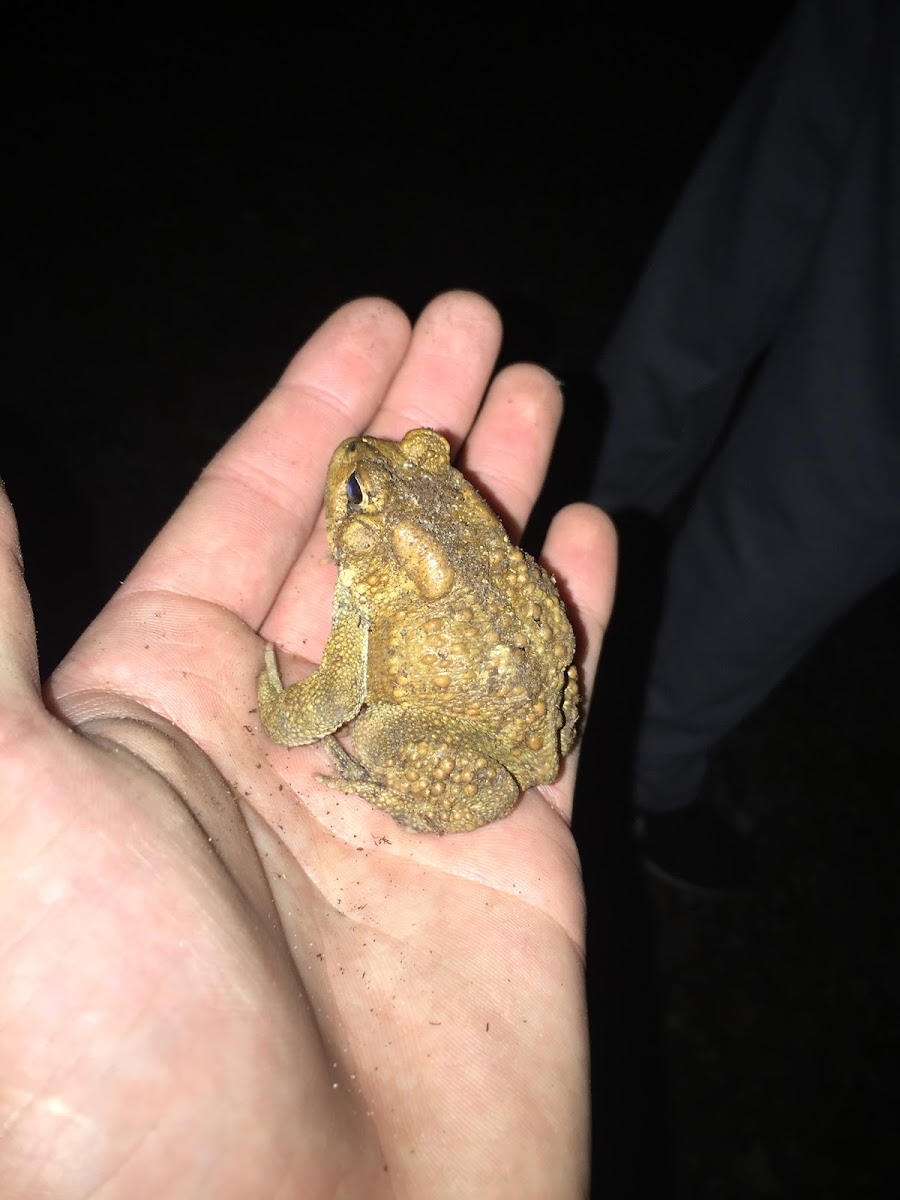 Eastern American Toad