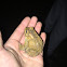 Eastern American Toad