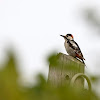 Syrian Woodpecker