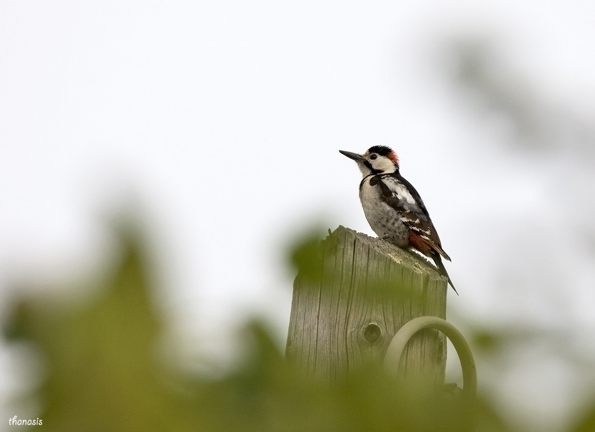 Syrian Woodpecker