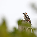 Syrian Woodpecker