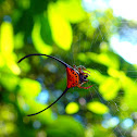 Two-horned Spiny Orb-weaver