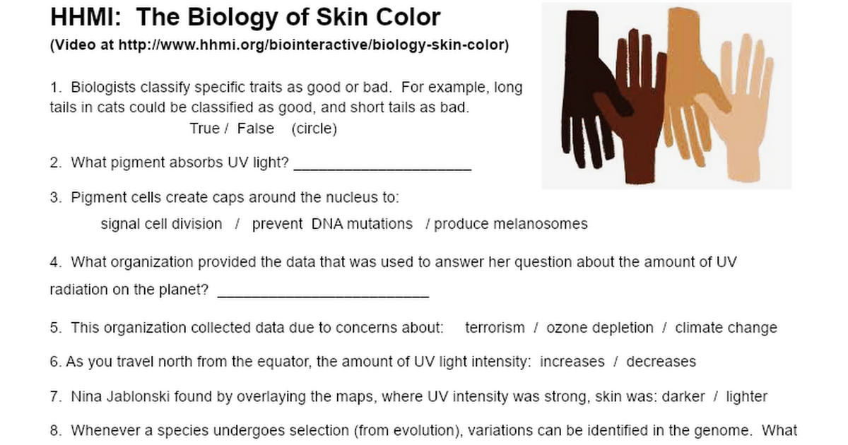 HHMI The Biology Of Skin Color Google Docs