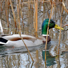 Mallard